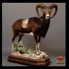 exotic-sheep-goats-ibex-chamois-texas-dall-audad-tahr-red-four-horned-feral-goat-arrapawa-argali-taxidermy-025
