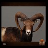 exotic-sheep-goats-ibex-chamois-texas-dall-audad-tahr-red-four-horned-feral-goat-arrapawa-argali-taxidermy-026