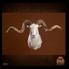 exotic-sheep-goats-ibex-chamois-texas-dall-audad-tahr-red-four-horned-feral-goat-arrapawa-argali-taxidermy-031
