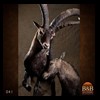 exotic-sheep-goats-ibex-chamois-texas-dall-audad-tahr-red-four-horned-feral-goat-arrapawa-argali-taxidermy-041
