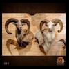exotic-sheep-goats-ibex-chamois-texas-dall-audad-tahr-red-four-horned-feral-goat-arrapawa-argali-taxidermy-048