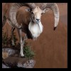 exotic-sheep-goats-ibex-chamois-texas-dall-audad-tahr-red-four-horned-feral-goat-arrapawa-argali-taxidermy-067