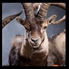 exotic-sheep-goats-ibex-chamois-texas-dall-audad-tahr-red-four-horned-feral-goat-arrapawa-argali-taxidermy-084