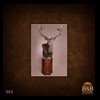 taxidermy-new-zealand-red-stag-002a
