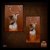 taxidermy-new-zealand-red-stag-005a