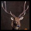taxidermy-new-zealand-red-stag-020