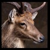 taxidermy-new-zealand-red-stag-022