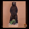 bears-taxidermy-011