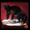 bears-taxidermy-015