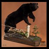 bears-taxidermy-018