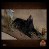 bears-taxidermy-033