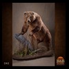 bears-taxidermy-040
