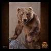 bears-taxidermy-041
