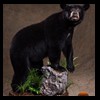 bears-taxidermy-064