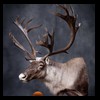elk-moose-caribou-taxidermy-031