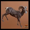 goat-sheep-bovine-bison-north-american-taxidermy-010