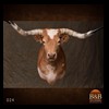 goat-sheep-bovine-bison-north-american-taxidermy-024