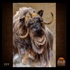 goat-sheep-bovine-bison-north-american-taxidermy-029