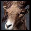 goat-sheep-bovine-bison-north-american-taxidermy-053