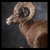 goat-sheep-bovine-bison-north-american-taxidermy-063