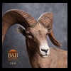 goat-sheep-bovine-bison-north-american-taxidermy-066