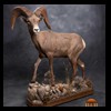 goat-sheep-bovine-bison-north-american-taxidermy-069
