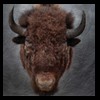 goat-sheep-bovine-bison-north-american-taxidermy-079