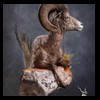 goat-sheep-bovine-bison-north-american-taxidermy-080
