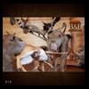 taxidermy-trophy-rooms-016