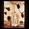 taxidermy-trophy-rooms-022