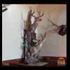 taxidermy-trophy-rooms-006