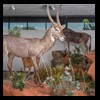 hunting-trophy-rooms-BB-Taxidermy019