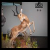 hunting-trophy-rooms-BB-Taxidermy021