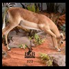 hunting-trophy-rooms-BB-Taxidermy027