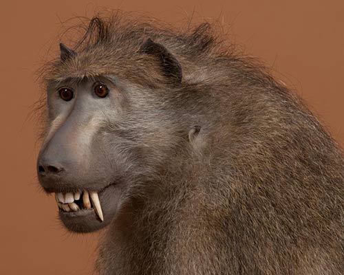 African Primates Taxidermy