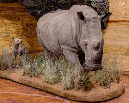Hippo | Rhino | Crocodile Taxidermy