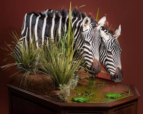 African Zebra Taxidermy