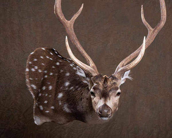 Axis, Sika and Fallow Deer Taxidermy