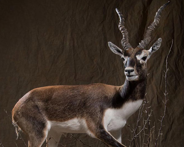 Taxidermy of Exotic Game Animals by B&B Taxidermy in Houston