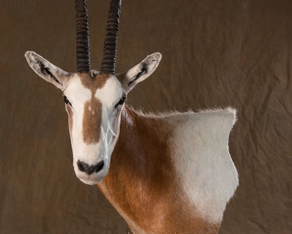 Oryx Taxidermy