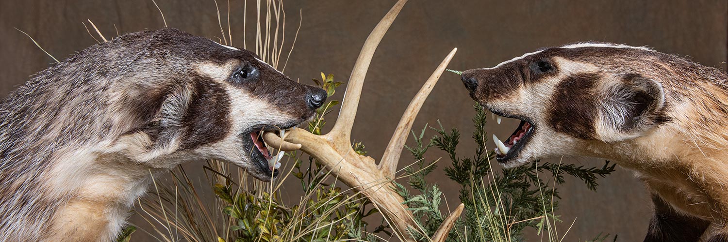 Taxidermy Services for Baton Rouge Lousiana hunters | B&B Taxidermy