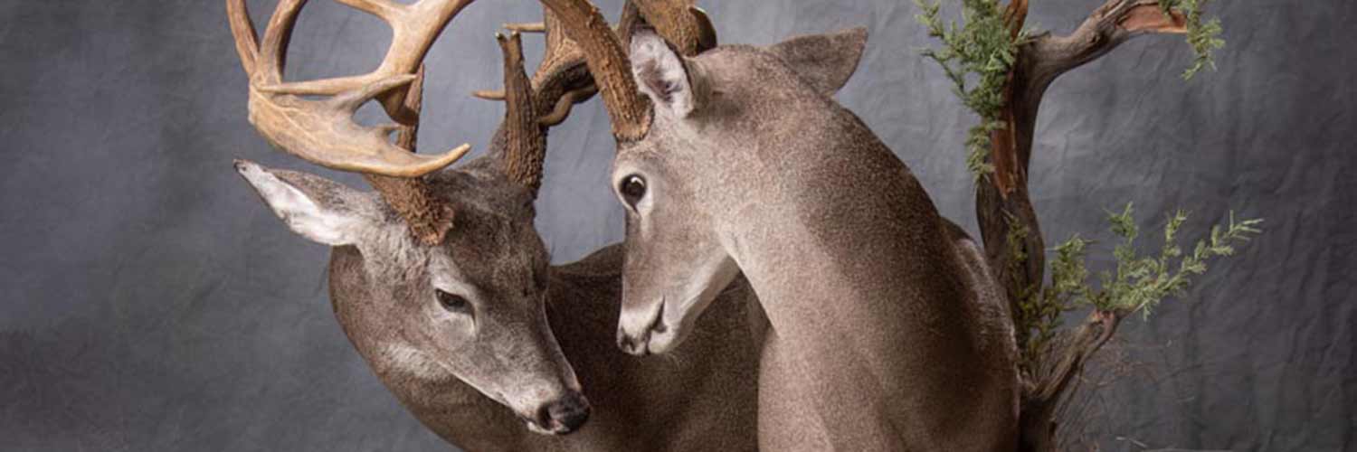 Taxidermy for Shreveport Louisiana by the experts at B&B Taxidermy