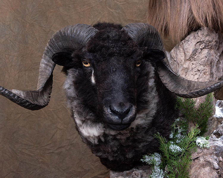 New Zealand Sheep - Goat Taxidermy