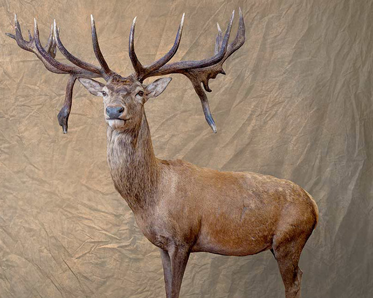 New Zealand Red Stag Taxidermy