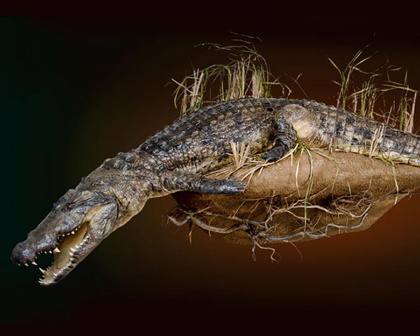 Alligator Taxidermy of North America