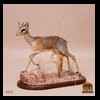 African-Antelope-taxidermy-by-BB-Taxidermy-Houston-003