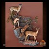 African-Antelope-taxidermy-by-BB-Taxidermy-Houston-004