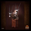 African-Antelope-taxidermy-by-BB-Taxidermy-Houston-005