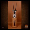 African-Antelope-taxidermy-by-BB-Taxidermy-Houston-006