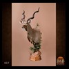 African-Antelope-taxidermy-by-BB-Taxidermy-Houston-007